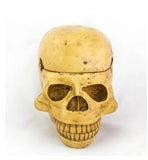 3 Piece Trinket Box Skull Ashtray